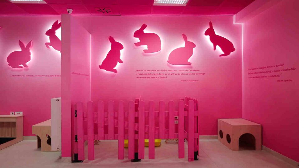Malowanie różowego gradientu na ścianie w kawiarni, wystrój kawiarni bunny Cafe